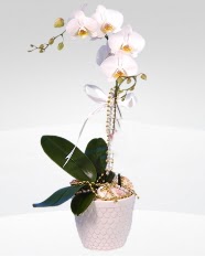 1 dall orkide saks iei  sitemizden her saat kredi kart ile sipari verebilirsiniz 