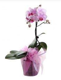 1 dal pembe orkide saks iei  bu kadar etkileyici iekleri hemen imdi sipari edin 