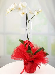 1 dal beyaz orkide saks iei  imdi harika ve ucuz iek siparii vermek zeresiniz imdi satn al diyin 