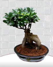 saks iei japon aac bonsai  bu kadar etkileyici iekleri hemen imdi sipari edin 