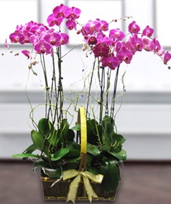 4 dall mor orkide  sizlerin istekleri dorultusunda zel iek tasarmlar yapyoruz 