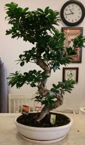 100 cm yksekliinde dev bonsai japon aac  zmit Kocaeli ieki telefonlar 0-262-3315989 