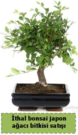 thal bonsai saks iei Japon aac sat  zmit Kocaeli ieki telefonlar 0-262-3315989 