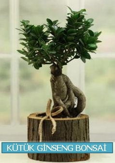 Ktk aa ierisinde ginseng bonsai  zmit her semtine iek gnderin 
