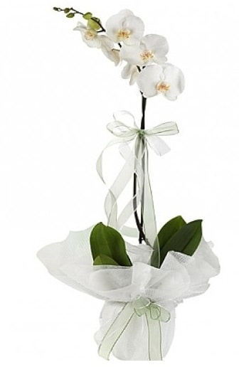 Tekli Beyaz Orkide  yurt d iek siparii vermek iin doru yerdesiniz. Bizi arayn 0-262-3315989 