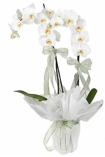 ift Dall Beyaz Orkide  zmit Kocaeli iekileri iinde lider ieki firmamz sizler sayesinde bymektedir 