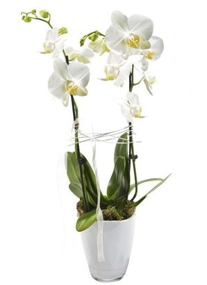 2 dall beyaz seramik beyaz orkide sakss  zmit her semtine iek gnderin 