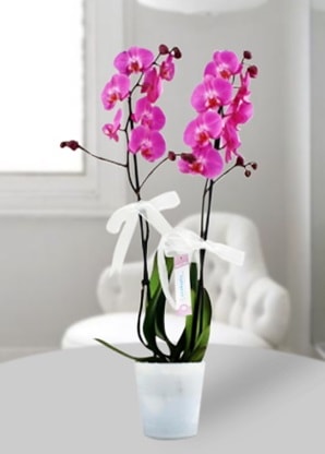 ift dall mor orkide  zmit online ieki , iek siparii 
