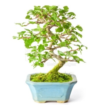 S zerkova bonsai ksa sreliine  zmit Kocaeli ieki telefonlar 0-262-3315989 