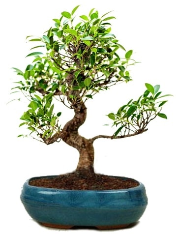25 cm ile 30 cm aralnda Ficus S bonsai  zmit her semtine iek gnderin 